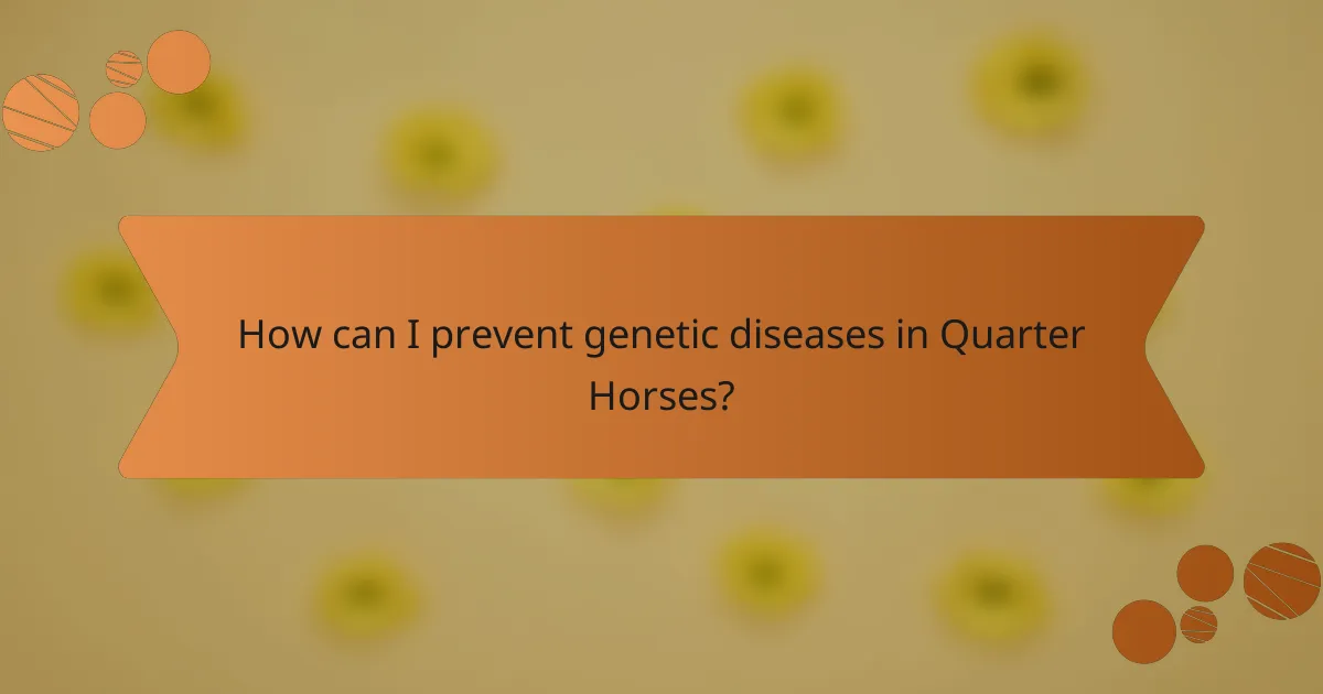 How can I prevent genetic diseases in Quarter Horses?